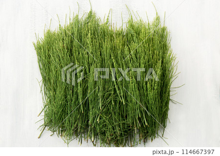 Medicinal wild horsetail herb Medicinal wild horsetail herb 114667397