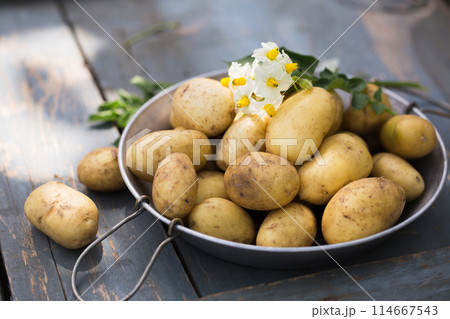 Fresh new potatoes in a sieve Fresh new potatoes in a sieve 114667543