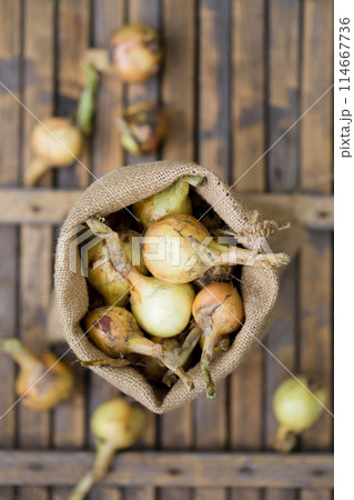 Harvest organic onions 114667736