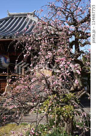 枝垂れ梅 祐正寺 枝垂れ梅 祐正寺 114667755