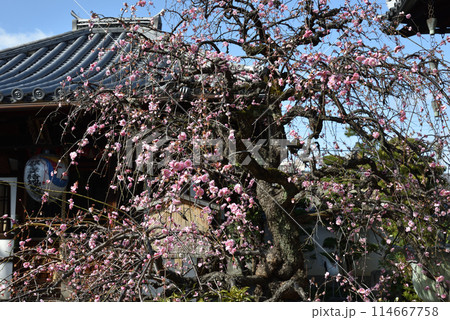 枝垂れ梅 祐正寺 枝垂れ梅 祐正寺 114667758