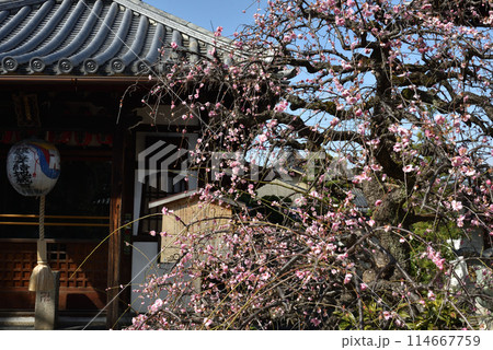 枝垂れ梅 祐正寺 枝垂れ梅 祐正寺 114667759