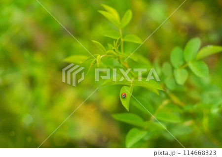 An atmospheric photo of a summer garden, where a beautiful ladybug sits on a rose bush in sunny weather. The mood of the soothing bliss of the sun's rays in a green garden An atmospheric photo of a summer garden, where a beautiful ladybug sits on a rose bush in sunny weather. The mood of the soothing bliss of the sun's rays in a green garden 114668323
