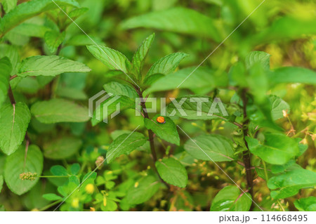Ladybird larva turns into an adult, pupating on a peppermint leaf in a summer green garden. Transformation into another state, transition to a new level 114668495