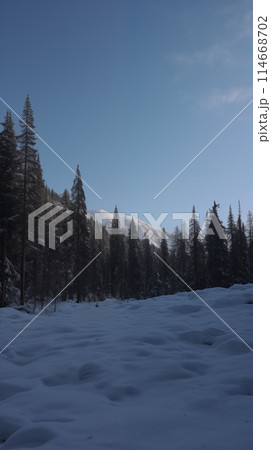 Blue sky stretches over a tranquil snowy landscape with towering pine trees casting shadows on the untouched snow 114668702