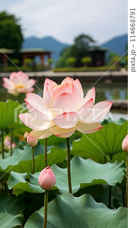 Row of white lotus flowers in full bloom and buds, with green leaves at the bottom 114668791