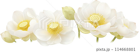 Row of white lotus flowers in full bloom and buds, with green leaves at the bottom 114668801