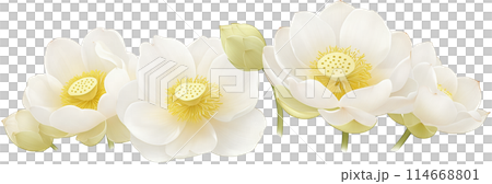 Row of white lotus flowers in full bloom and buds, with green leaves at the bottom 114668801