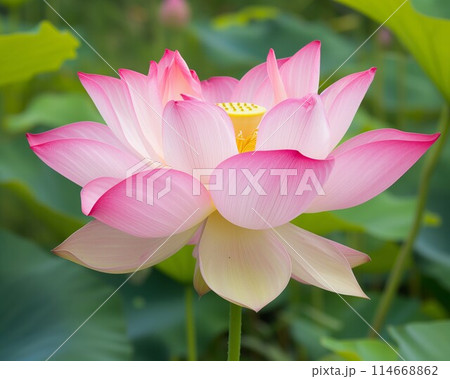 Row of white lotus flowers in full bloom and buds, with green leaves at the bottom 114668862