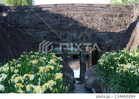 高瀬裏川水際緑地公園のショウブ 114668894