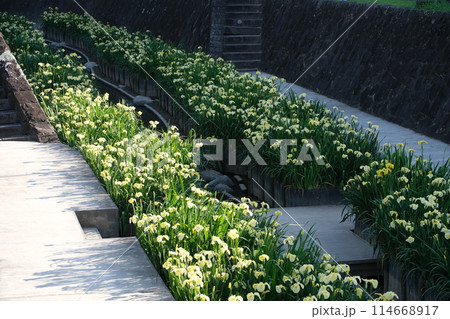 高瀬裏川水際緑地公園のショウブ 高瀬裏川水際緑地公園のショウブ 114668917