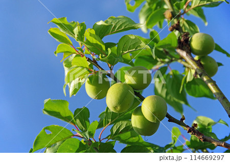 梅の果実 114669297