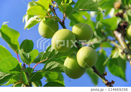 梅の果実 114669298