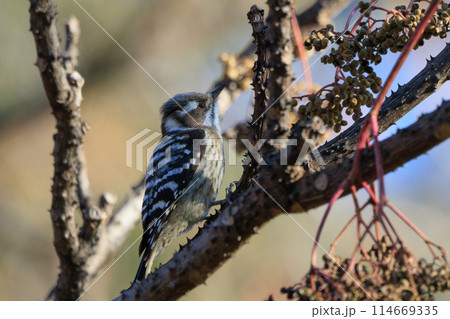 日本で一番小さなキツツキ コゲラ 114669335