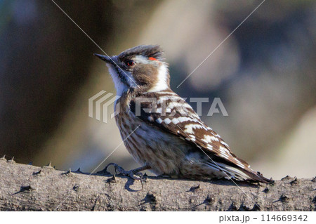 日本で一番小さなキツツキ コゲラ 114669342