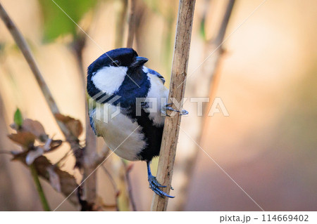 胸のネクタイが可愛らしい身近な野鳥 シジュウカラ 114669402