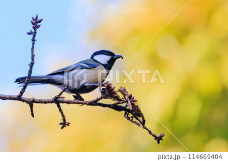 胸のネクタイが可愛らしい身近な野鳥 シジュウカラ 胸のネクタイが可愛らしい身近な野鳥 シジュウカラ 114669404