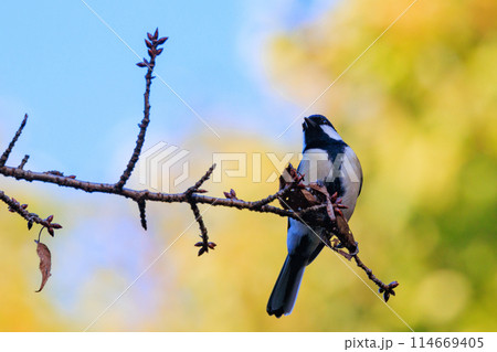 胸のネクタイが可愛らしい身近な野鳥 シジュウカラ 胸のネクタイが可愛らしい身近な野鳥 シジュウカラ 114669405