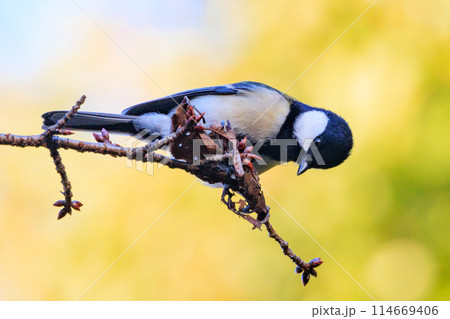 胸のネクタイが可愛らしい身近な野鳥 シジュウカラ 胸のネクタイが可愛らしい身近な野鳥 シジュウカラ 114669406