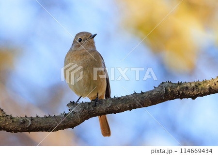 ジョビコの愛称で可愛らしい仕草が愛される冬鳥の ジョウビタキの雌 114669434