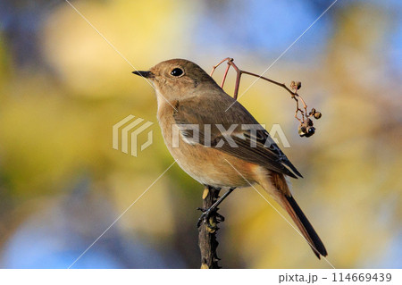 ジョビコの愛称で可愛らしい仕草が愛される冬鳥の ジョウビタキの雌 114669439