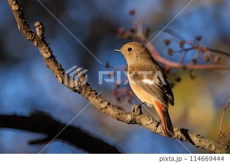 ジョビコの愛称で可愛らしい仕草が愛される冬鳥の ジョウビタキの雌 114669444