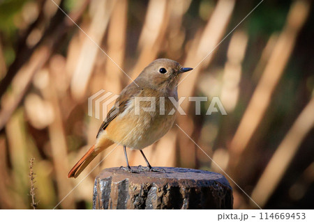 ジョビコの愛称で可愛らしい仕草が愛される冬鳥の ジョウビタキの雌 114669453