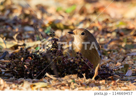 ジョビコの愛称で可愛らしい仕草が愛される冬鳥の ジョウビタキの雌 114669457