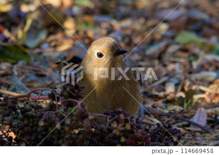 ジョビコの愛称で可愛らしい仕草が愛される冬鳥の ジョウビタキの雌 ジョビコの愛称で可愛らしい仕草が愛される冬鳥の ジョウビタキの雌 114669458