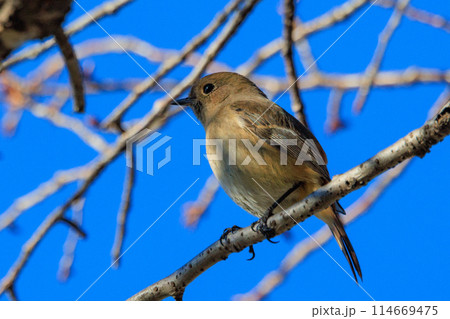 ジョビコの愛称で可愛らしい仕草が愛される冬鳥の ジョウビタキの雌 114669475