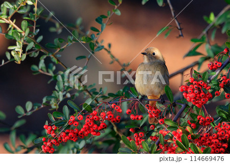 ジョビコの愛称で可愛らしい仕草が愛される冬鳥の ジョウビタキの雌 ジョビコの愛称で可愛らしい仕草が愛される冬鳥の ジョウビタキの雌 114669476