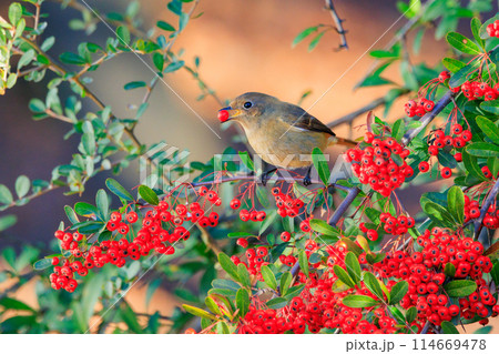 ジョビコの愛称で可愛らしい仕草が愛される冬鳥の ジョウビタキの雌 114669478