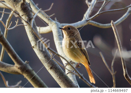 ジョビコの愛称で可愛らしい仕草が愛される冬鳥の ジョウビタキの雌 ジョビコの愛称で可愛らしい仕草が愛される冬鳥の ジョウビタキの雌 114669497