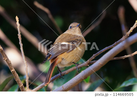 ジョビコの愛称で可愛らしい仕草が愛される冬鳥の ジョウビタキの雌 114669505