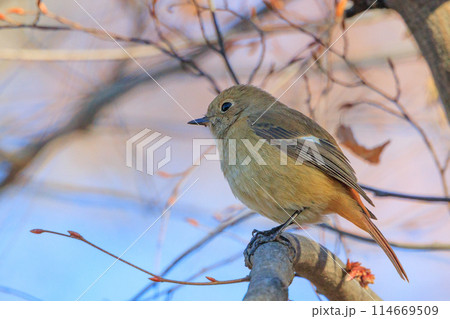 ジョビコの愛称で可愛らしい仕草が愛される冬鳥の ジョウビタキの雌 114669509