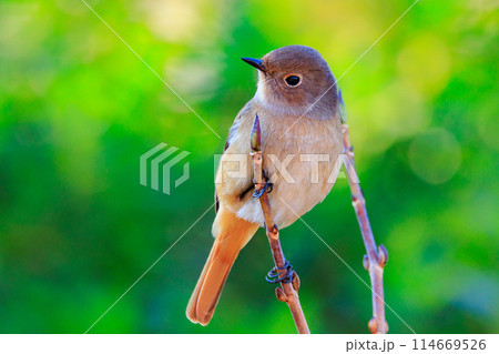 ジョビコの愛称で可愛らしい仕草が愛される冬鳥の ジョウビタキの雌 114669526