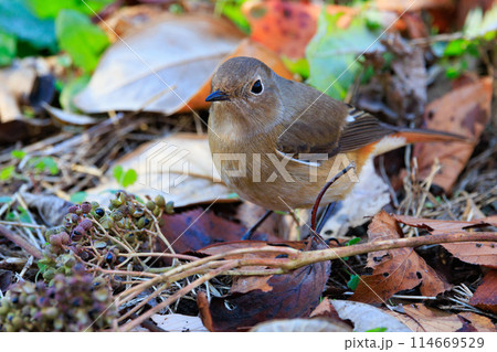 ジョビコの愛称で可愛らしい仕草が愛される冬鳥の ジョウビタキの雌 114669529