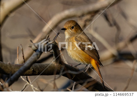 ジョビコの愛称で可愛らしい仕草が愛される冬鳥の ジョウビタキの雌 ジョビコの愛称で可愛らしい仕草が愛される冬鳥の ジョウビタキの雌 114669537