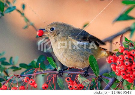 ジョビコの愛称で可愛らしい仕草が愛される冬鳥の ジョウビタキの雌 ジョビコの愛称で可愛らしい仕草が愛される冬鳥の ジョウビタキの雌 114669548