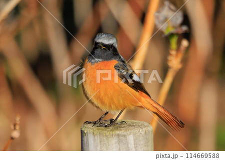 愛らしい仕草の冬鳥 ジョウビタキ 114669588