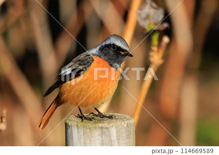 愛らしい仕草の冬鳥 ジョウビタキ 114669589