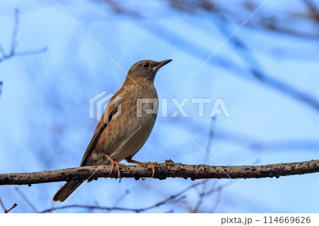 単独行動が好きでピョンピョン跳ねて食べ物を探す冬鳥　シロハラ 114669626