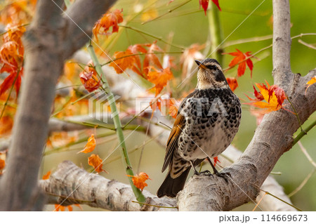 夏になって渡りで姿を消すと鳴き声が聞こえなくなることからツグミの名が付いた冬鳥 114669673