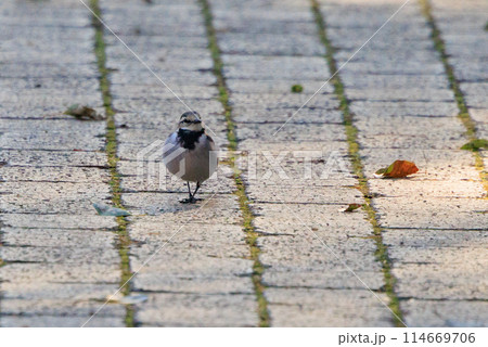 人間に対する警戒心が低く、人に近寄ってくることもある野鳥のハクセキレイ 人間に対する警戒心が低く、人に近寄ってくることもある野鳥のハクセキレイ 114669706