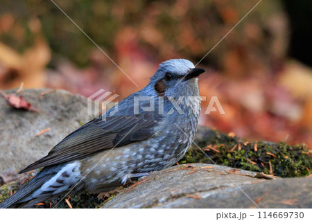 賑やかで目立つために日本では身近でも海外では珍鳥 ヒヨドリ 114669730