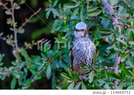 賑やかで目立つために日本では身近でも海外では珍鳥 ヒヨドリ 114669732