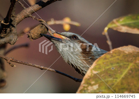 賑やかで目立つために日本では身近でも海外では珍鳥 ヒヨドリ 賑やかで目立つために日本では身近でも海外では珍鳥 ヒヨドリ 114669745