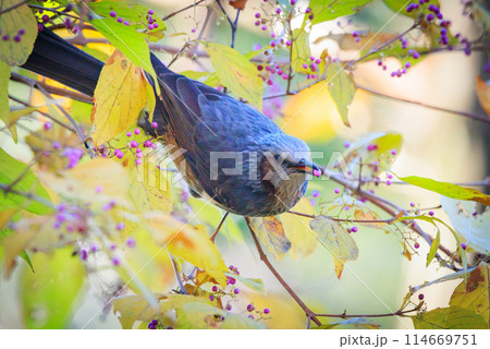 賑やかで目立つために日本では身近でも海外では珍鳥 ヒヨドリ 114669751