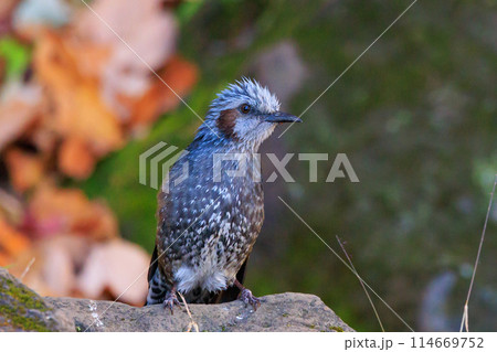 賑やかで目立つために日本では身近でも海外では珍鳥 ヒヨドリ 114669752