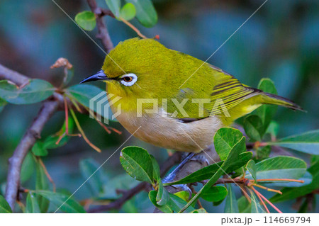ウグイスと間違われる緑色の綺麗な体と白い眼鏡が特徴の鳥メジロ 114669794